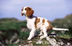 Cavalier: Cavalier King Charles Spaniel DOG