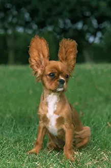 Home: Cavalier King Charles Spaniel dog, puppy with raised ears