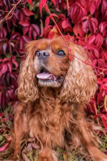 Cavalier: A Cavalier King Charles Spaniel dog with brown f