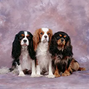 Shades: Cavalier King Charles Spaniel Dog - three in line
