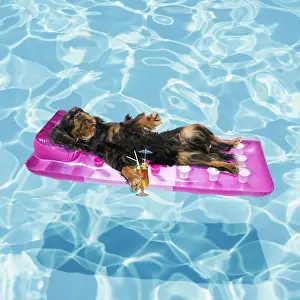 040718: Cavalier King Charles Spaniel dog lounging on lilo