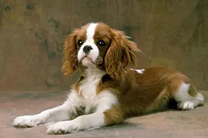 Dometic: Cavalier King Charles Spaniel Dog - lying down