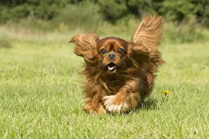 Excitement: Cavalier King Charles Spaniel Dog outdoors