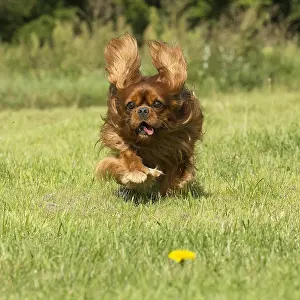 Excitement: Cavalier King Charles Spaniel Dog outdoors