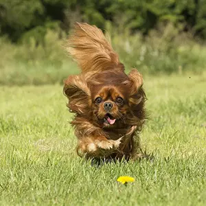 Excitement: Cavalier King Charles Spaniel Dog outdoors