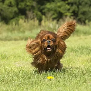 Excitement: Cavalier King Charles Spaniel Dog outdoors