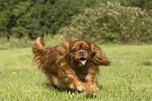 Excitement: Cavalier King Charles Spaniel Dog outdoors