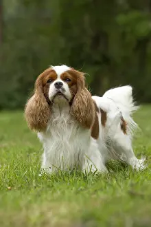 080917: Cavalier King Charles Spaniel Dog outdoors