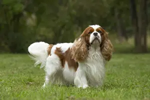 080917: Cavalier King Charles Spaniel Dog outdoors