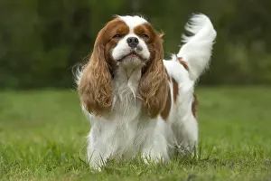 080917: Cavalier King Charles Spaniel Dog outdoors