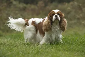 080917: Cavalier King Charles Spaniel Dog outdoors