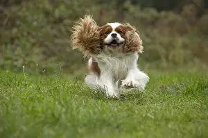 080917: Cavalier King Charles Spaniel Dog outdoors