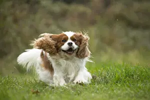 Ledge: Cavalier King Charles Spaniel Dog outdoors