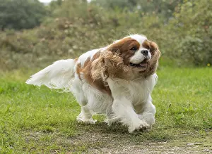 080917: Cavalier King Charles Spaniel Dog outdoors