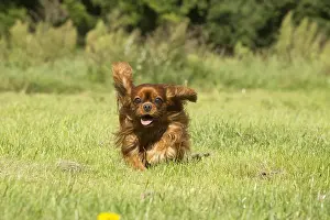 080917: Cavalier King Charles Spaniel Dog outdoors
