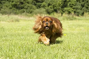 080917: Cavalier King Charles Spaniel Dog outdoors
