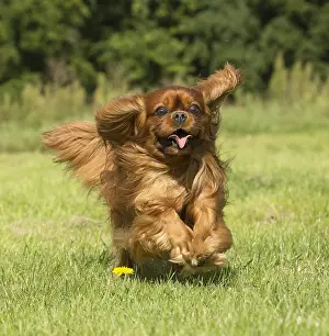 Excitement: Cavalier King Charles Spaniel Dog outdoors