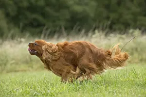 080917: Cavalier King Charles Spaniel Dog outdoors
