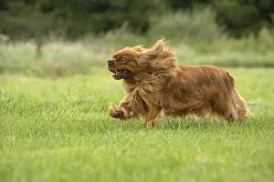 080917: Cavalier King Charles Spaniel Dog outdoors