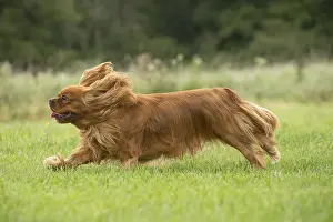 080917: Cavalier King Charles Spaniel Dog outdoors