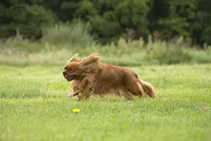 080917: Cavalier King Charles Spaniel Dog outdoors