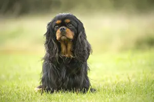 080917: Cavalier King Charles Spaniel Dog outdoors