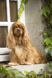 Windows: Cavalier King Charles Spaniel Dog outdoors