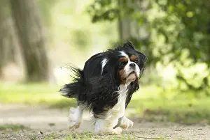 080917: Cavalier King Charles Spaniel Dog outdoors