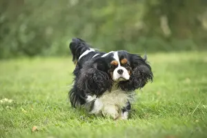 080917: Cavalier King Charles Spaniel Dog outdoors