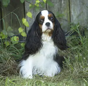 080917: Cavalier King Charles Spaniel Dog outdoors