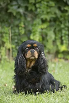 Cavalier King Charles Spaniel Dog outdoors