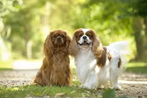 080917: Cavalier King Charles Spaniel Dog outdoors