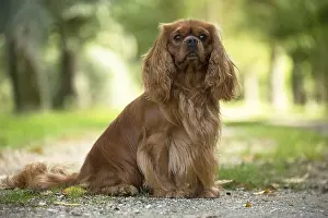 080917: Cavalier King Charles Spaniel Dog outdoors