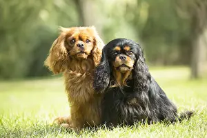 080917: Cavalier King Charles Spaniel Dog outdoors