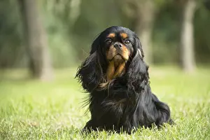 080917: Cavalier King Charles Spaniel Dog outdoors