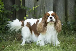 080917: Cavalier King Charles Spaniel Dog outdoors