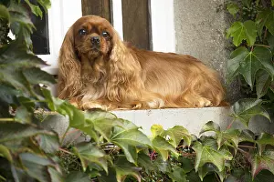 Windows: Cavalier King Charles Spaniel Dog outdoors