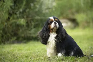 Cavalier King Charles Spaniel Dog outdoors