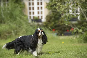 080917: Cavalier King Charles Spaniel Dog outdoors