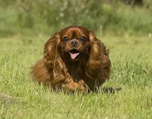 080917: Cavalier King Charles Spaniel Dog outdoors