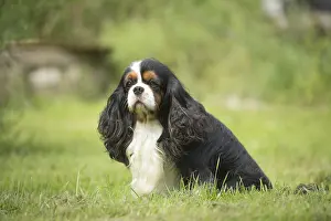 080917: Cavalier King Charles Spaniel Dog outdoors