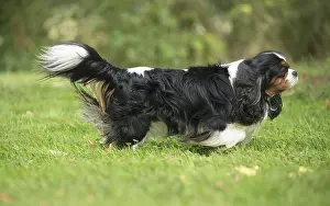 080917: Cavalier King Charles Spaniel Dog outdoors