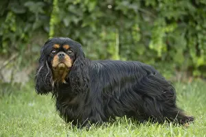 080917: Cavalier King Charles Spaniel Dog outdoors