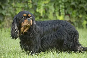 080917: Cavalier King Charles Spaniel Dog outdoors