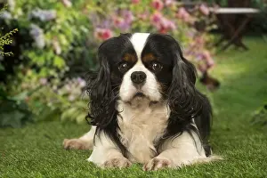 240119: Cavalier King Charles Spaniel dog outdoors in the garden