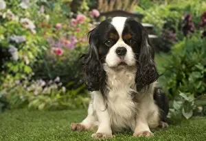 240119: Cavalier King Charles Spaniel dog outdoors in the garden