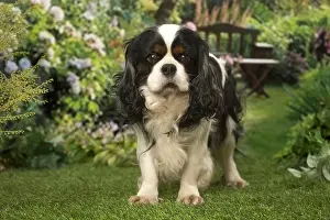 240119: Cavalier King Charles Spaniel dog outdoors in the garden