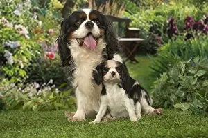 240119: Cavalier King Charles Spaniel dog with puppy