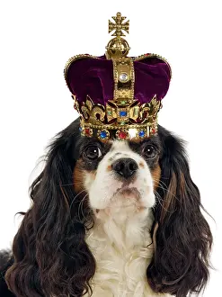 Royal: Cavalier King Charles Spaniel Dog wearing a crown