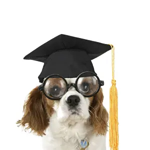 Glasses: Cavalier King Charles Spaniel Dog wearing joke magnifying